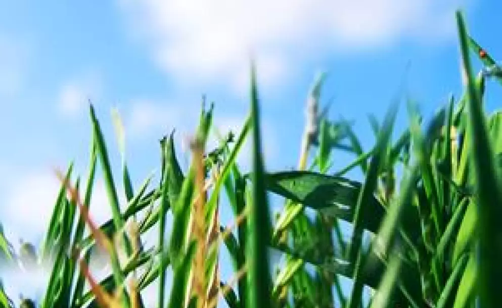 campo_4
