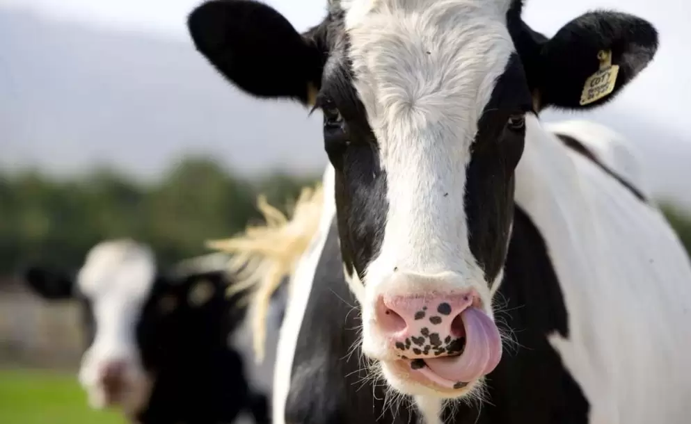 vaca_curiosoanimal.blogspot.com-6