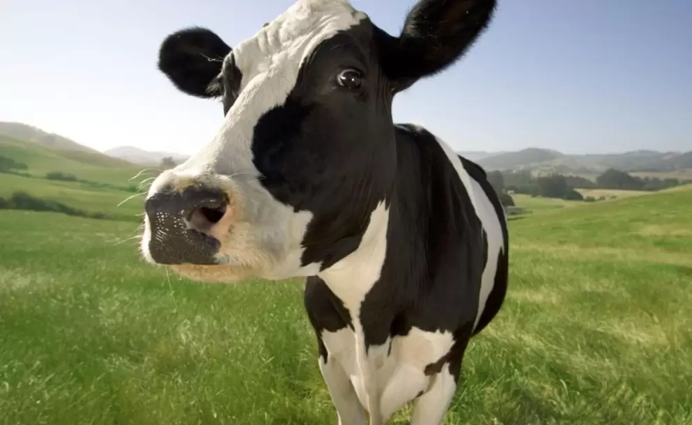 vaca