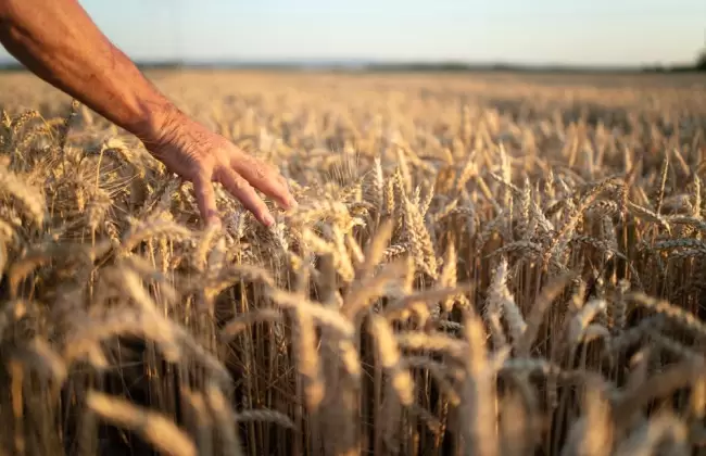 farmers-hands-going-through-crops-in-wheat-field-in-sunset