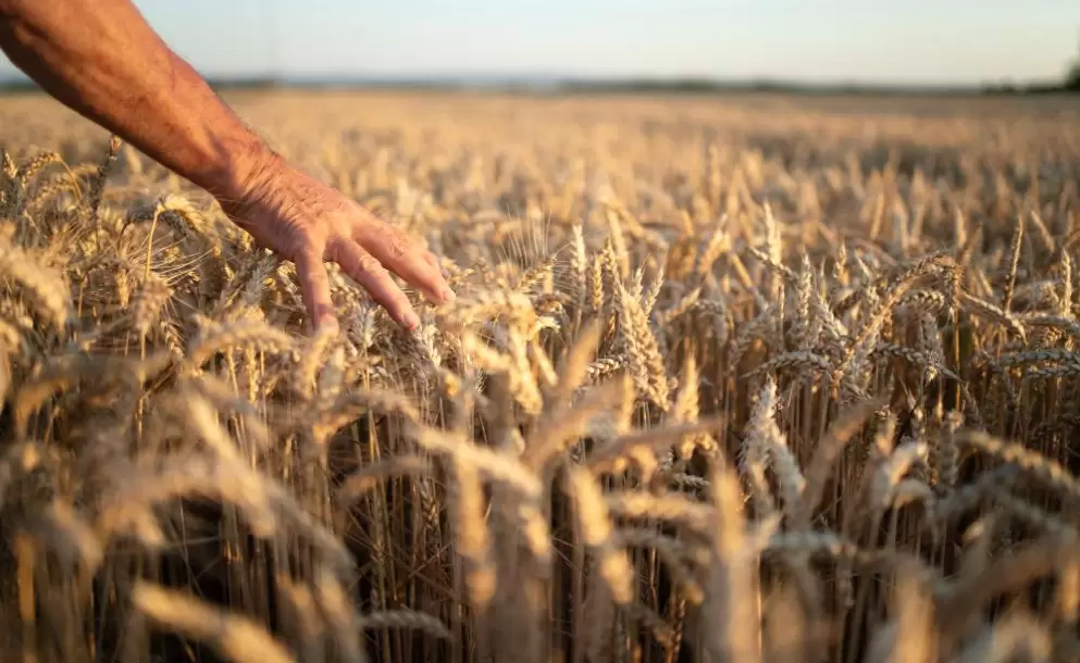 farmers-hands-going-through-crops-in-wheat-field-in-sunset