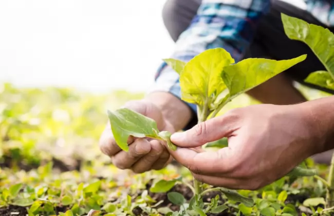 man-taking-care-of-his-farm-close-up