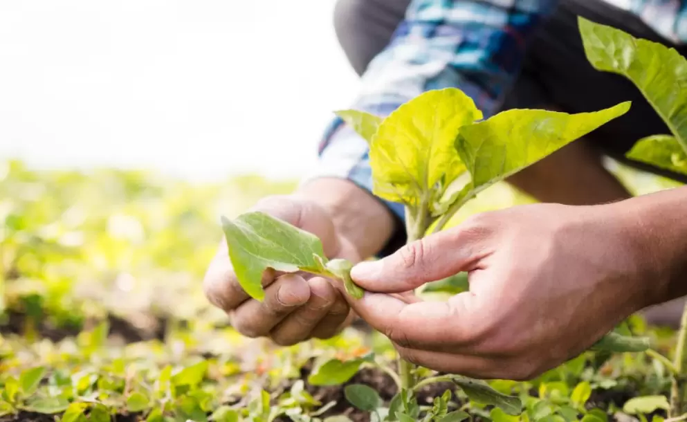 man-taking-care-of-his-farm-close-up