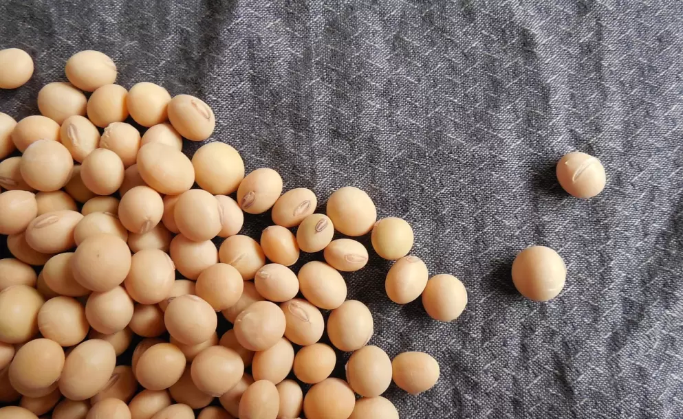 Vicentin ha vivido una historia de auge impresionante seguida por una crisis casi terminal